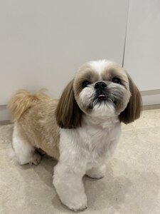 Bruno Groom
