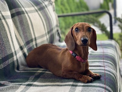 Pets Residence Osocor