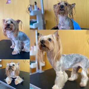 Грумінг студія «Mini dog»