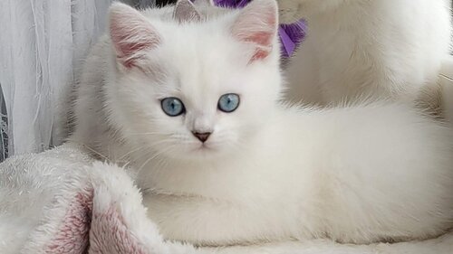 Розплідник британських котів Snow Miracle