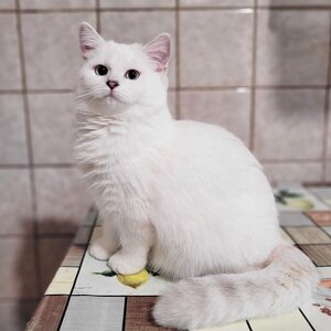 Розплідник британських котів Snow Miracle