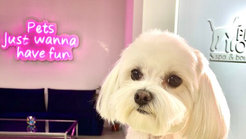 PETS ONLY Spa & boutique