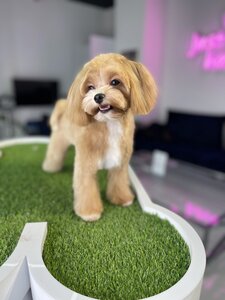PETS ONLY Spa & boutique
