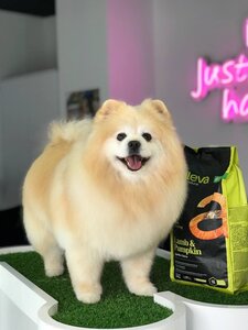 PETS ONLY Spa & boutique