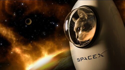 CosmoPet - космічні рюкзаки для котів та собак