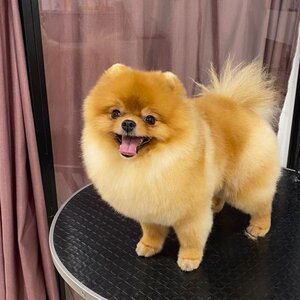 Sasasen Grooming&Spa ЗАЗАЗЕН ГРУМІНГ САЛОН & СПА для домашніх тваринок. (ЗaЗaЗen)