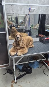 Грумінг-салон,зоомагазин,ветеринарний кабінет LovelyPetsLovelyPets