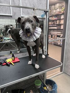 Грумінг-салон,зоомагазин,ветеринарний кабінет LovelyPetsLovelyPets
