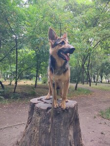 Кінолог Олекса/ Кинолог, зоопсихолог, дрессировка, корекция поведения, консультации в Одессе и
