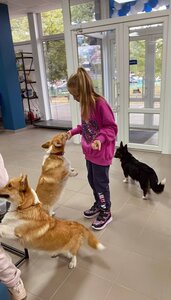 Ветеринарна клініка Pet Wealth Зоомагазин