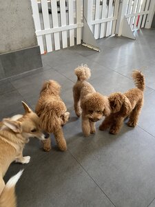 BarkCamp
