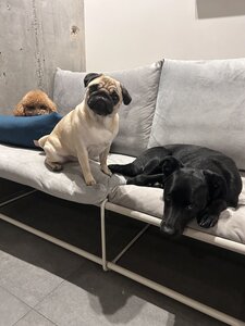 BarkCamp