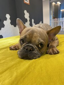 BarkCamp