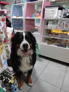 Зоомагазин «Love & Dog»
