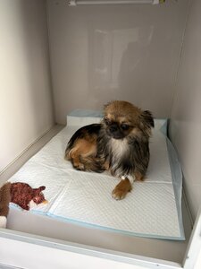 MyVet