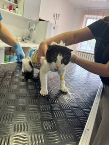 MyVet