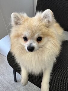 MyVet