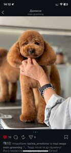 Main Grooming