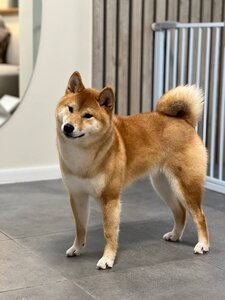 Main Grooming