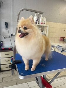 Зоосалон STAR GROOMING