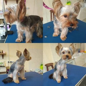 Зоосалон STAR GROOMING