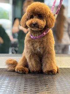 Grooming Salon Zoo Resort