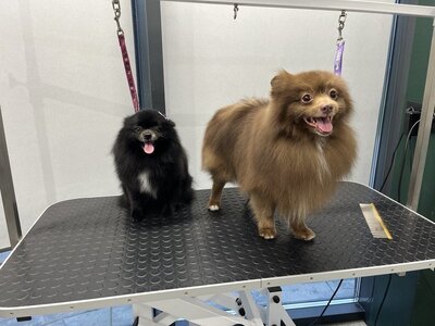 Grooming Salon Zoo Resort
