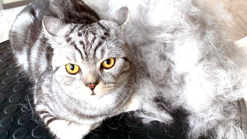Стрижка собак та котів Дніпро