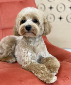 NIRO pets beauty bar