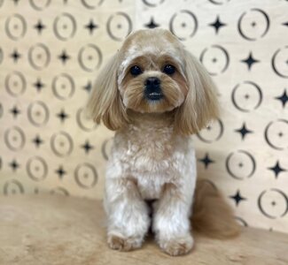 NIRO pets beauty bar