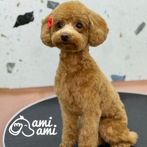 Грумінг-салон Ami Ami