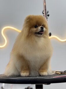 Dogaholic grooming studio