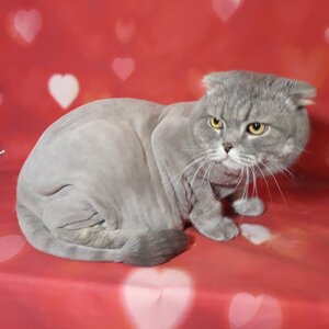 Груминг салон «Petgroomingstyle»