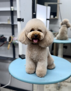 Poroda - grooming salon