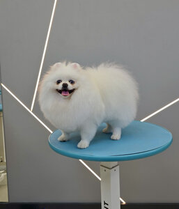Poroda - grooming salon