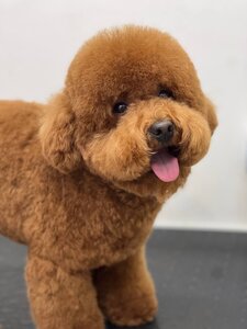 Студія грумінгу Tatti groom