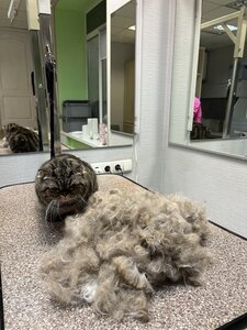 Original Grooming
