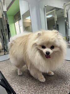 Original Grooming