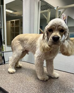 Original Grooming