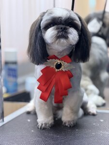 Грумінг салон Royal Groom