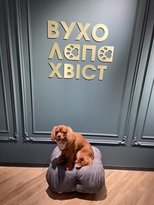 ВухоЛапаХвіст