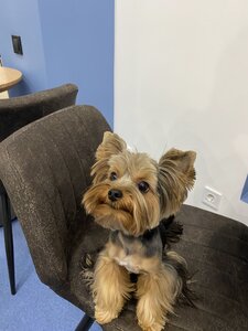 HealthyPet
