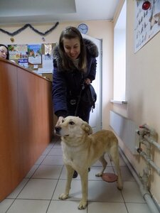 КП «Центр поводження з тваринами»