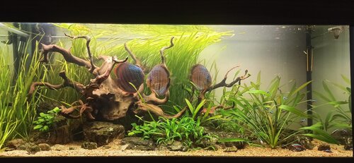 Fish Home Service - дизайн і обслуговування акваріумів