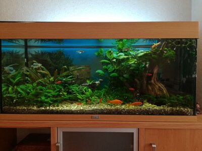 Fish Home Service - дизайн і обслуговування акваріумів