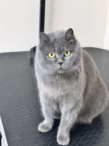 Ветеринарная клиника Vet Friend
