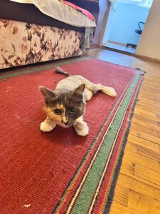 Ветеринарная клиника Vet Friend