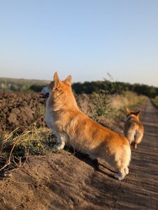 Розплідник коргі Sweet Bun