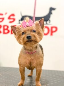 Салон для животных «Dog's Barbershop»