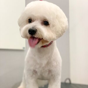 Салон для животных «Dog's Barbershop»